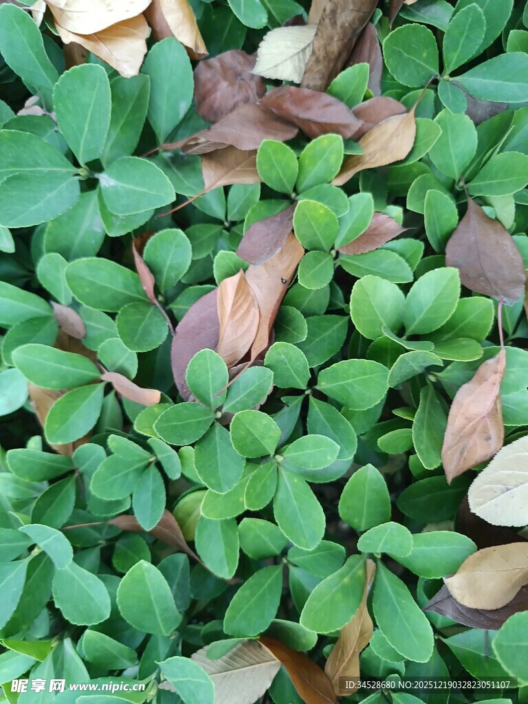 绿叶与枯叶交织的景致