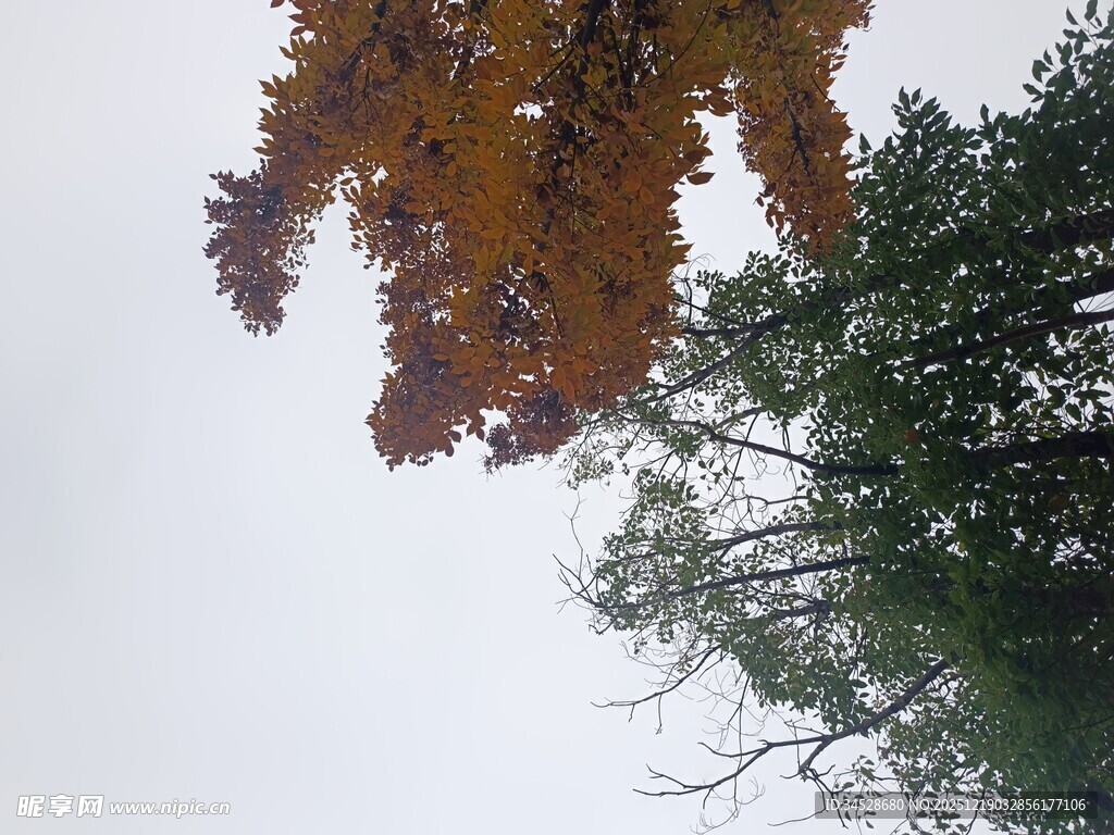 仰视秋日斑斓树叶