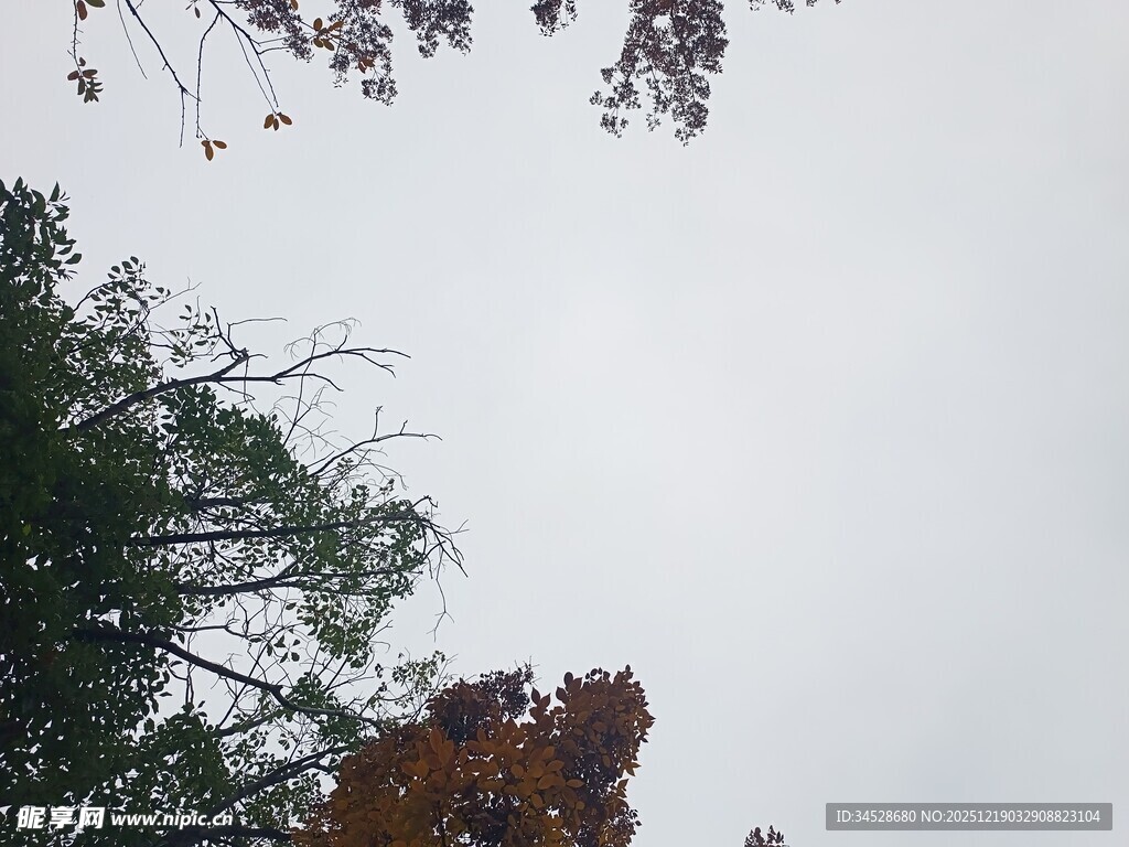 仰视秋日树梢景色