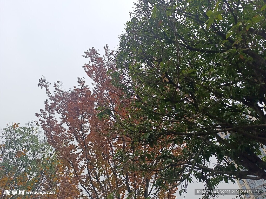 秋日多彩树木景象