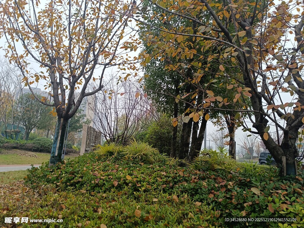 秋日公园树林景致