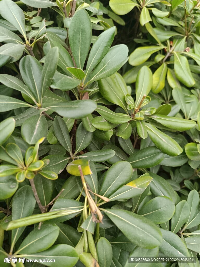 绿叶间的生机盎然植物