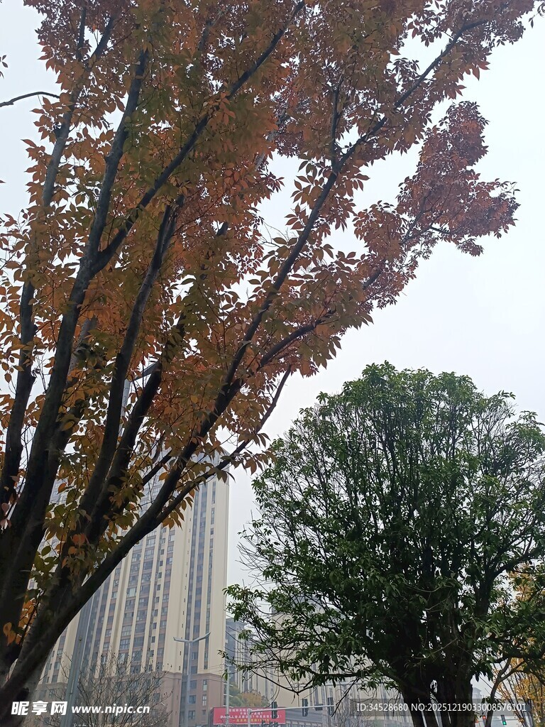 秋日城市中的斑斓树木