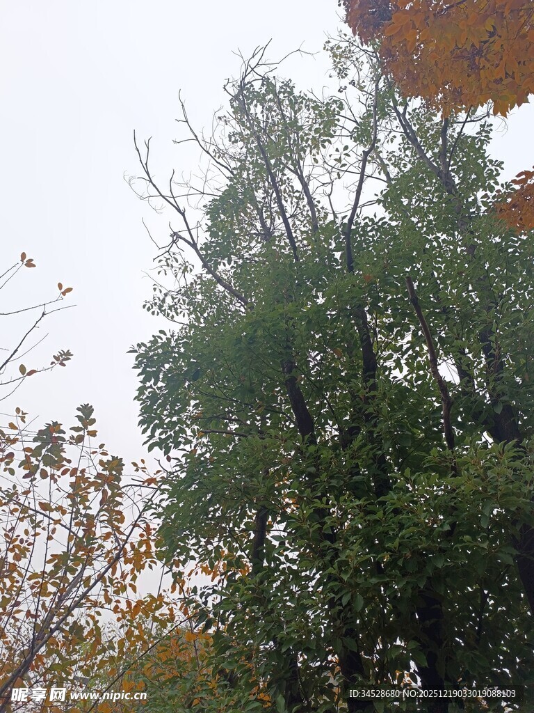 秋日繁茂树木景象