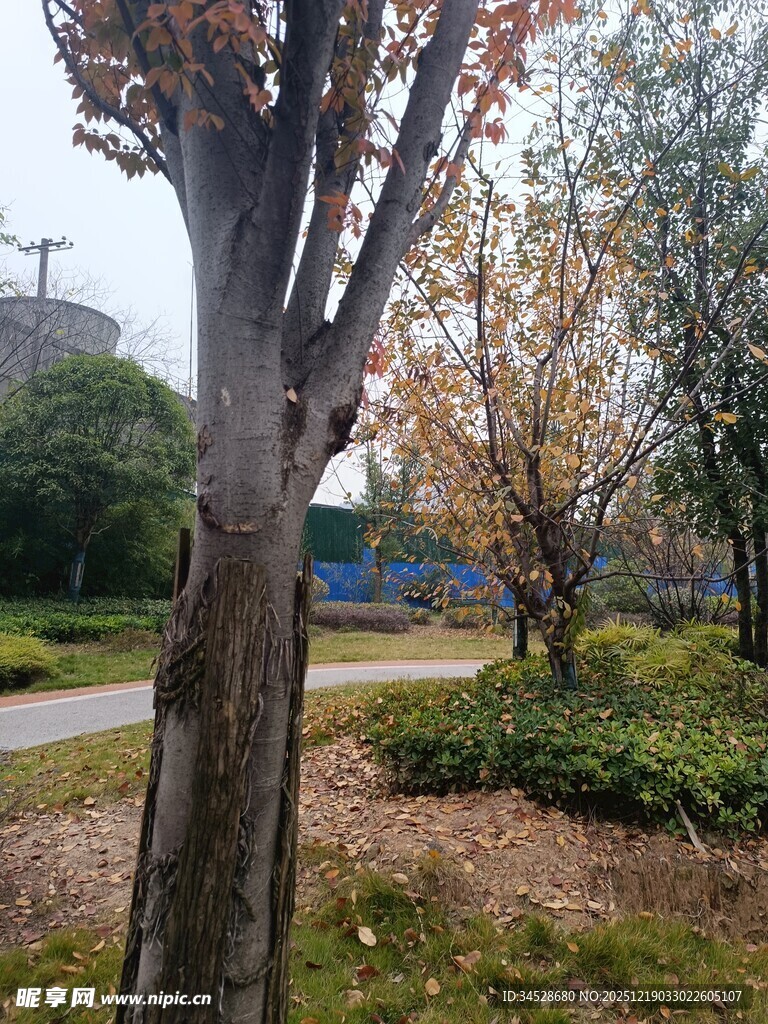 秋日公园树木景观