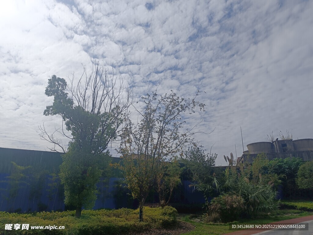 户外园林景观中的奇特树木