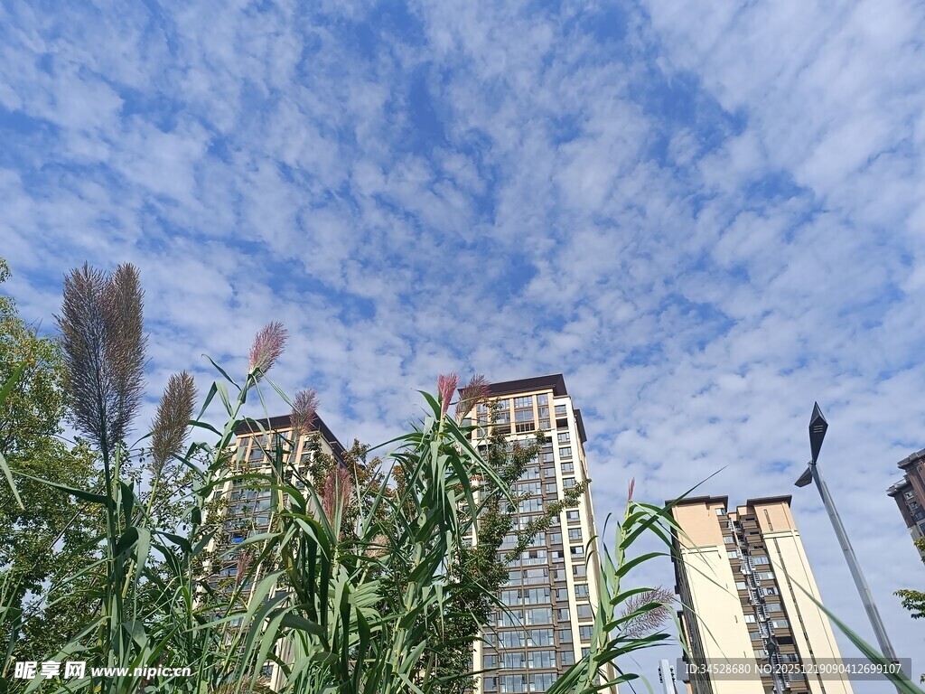 高楼旁的绿植与蓝天白云