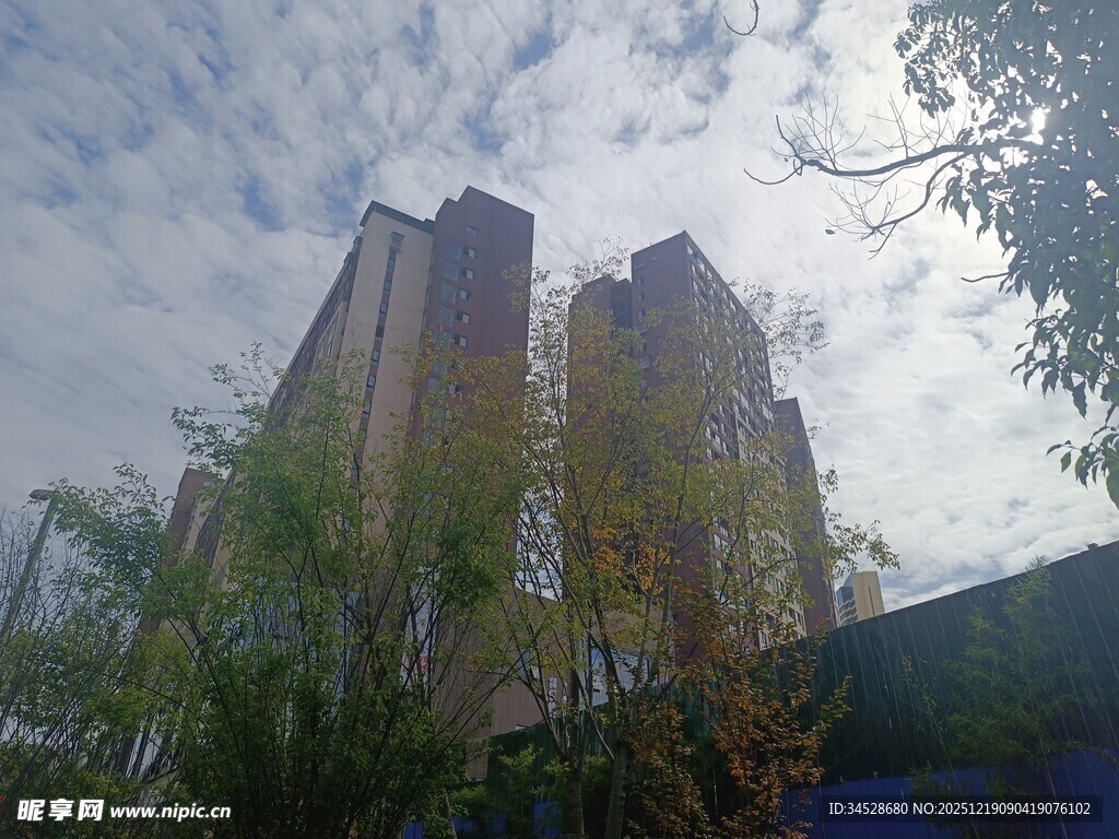 城市高楼与空中枝叶景观