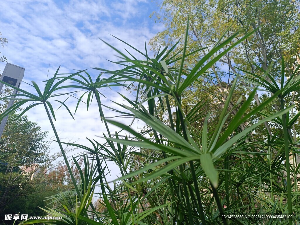 阳光下的翠绿竹子
