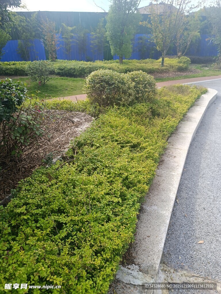 路边绿意盎然的灌木丛