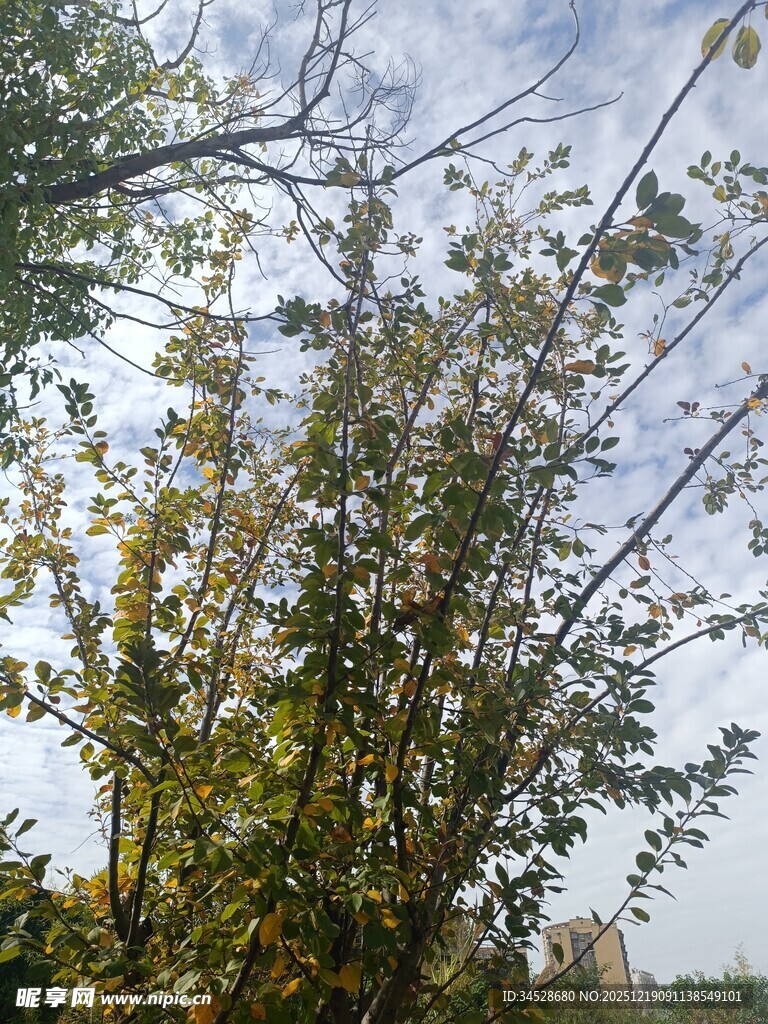 秋日树林枝叶繁茂景象