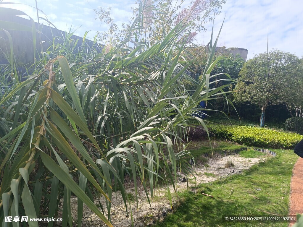 户外葱郁植物景观