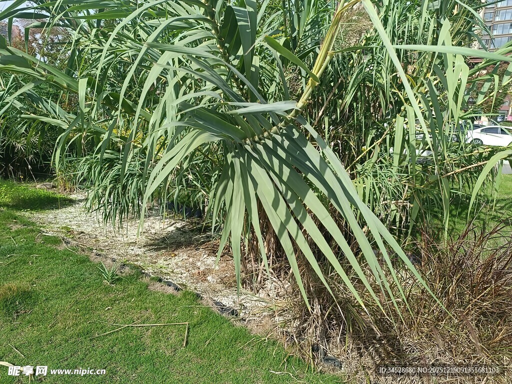 户外翠绿蒲苇植物景观