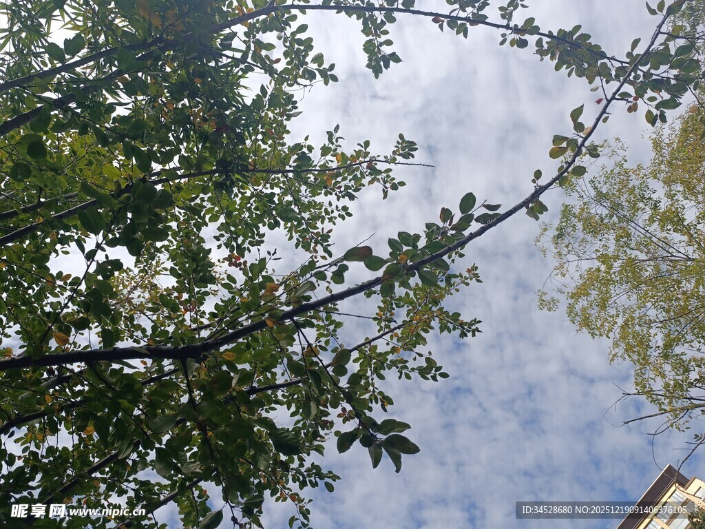 仰视枝叶间的蓝天