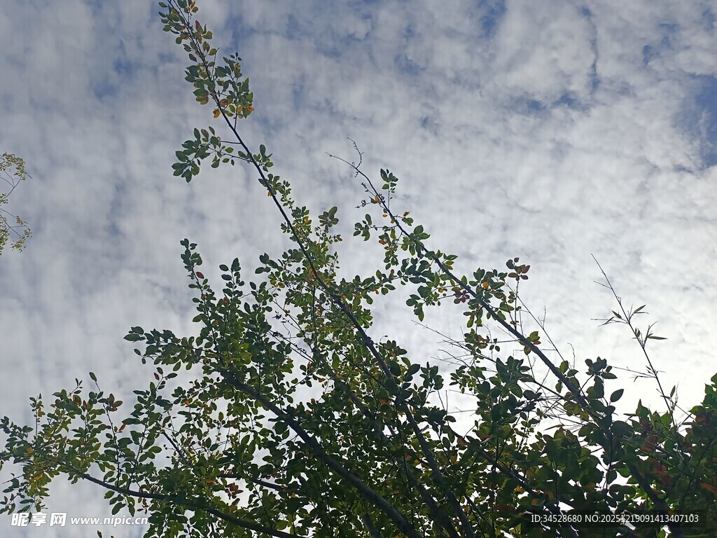 枝叶间的天空美景