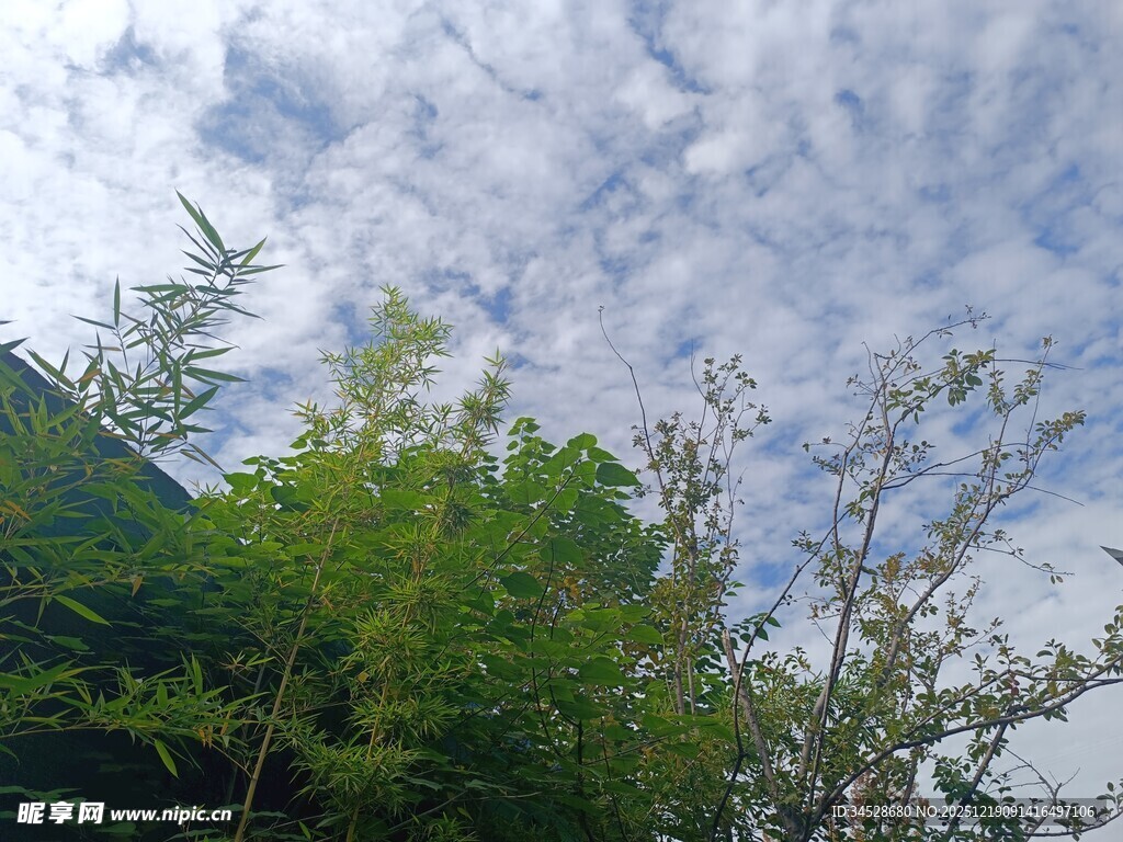 蓝天翠竹间的清新景致