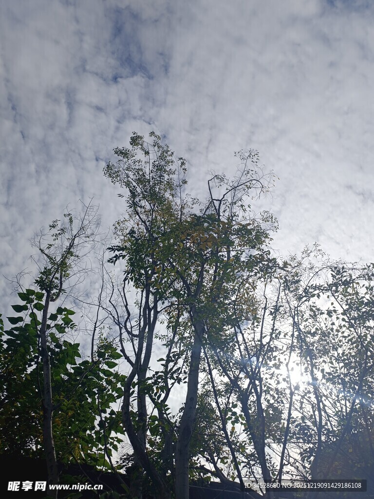 林间树梢上的天空云彩