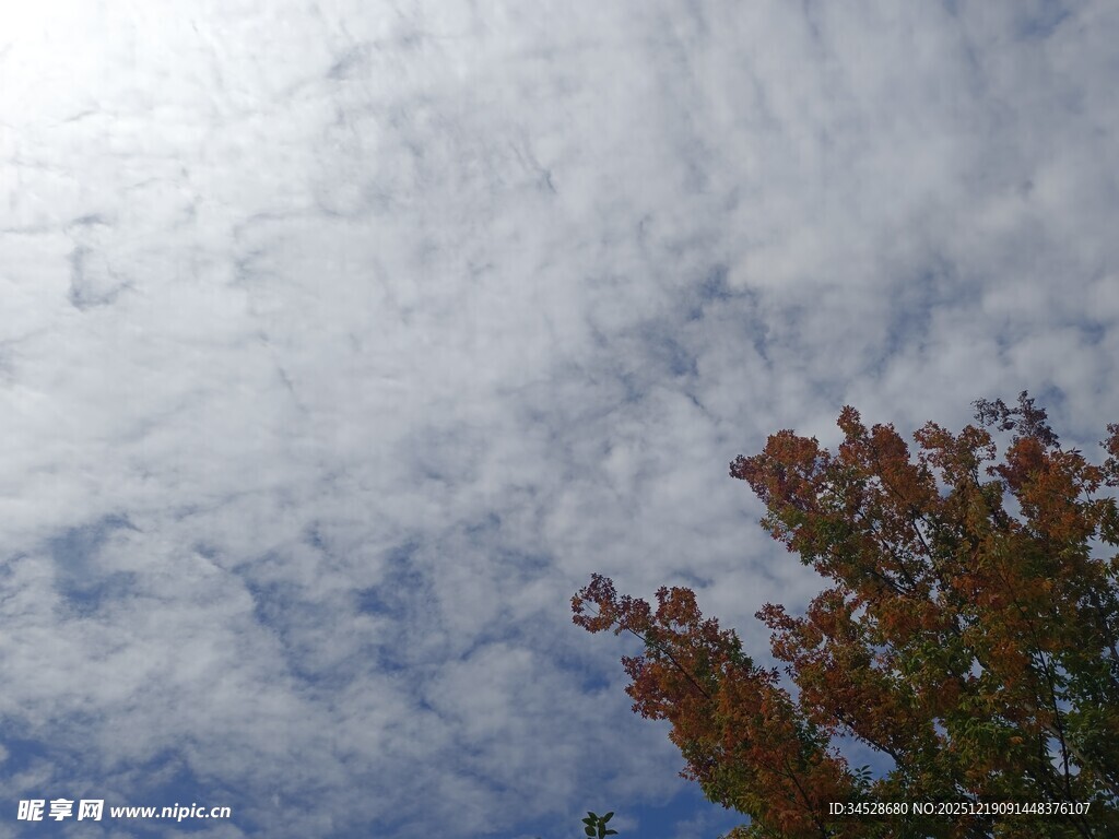 秋日树梢上的蓝天白云