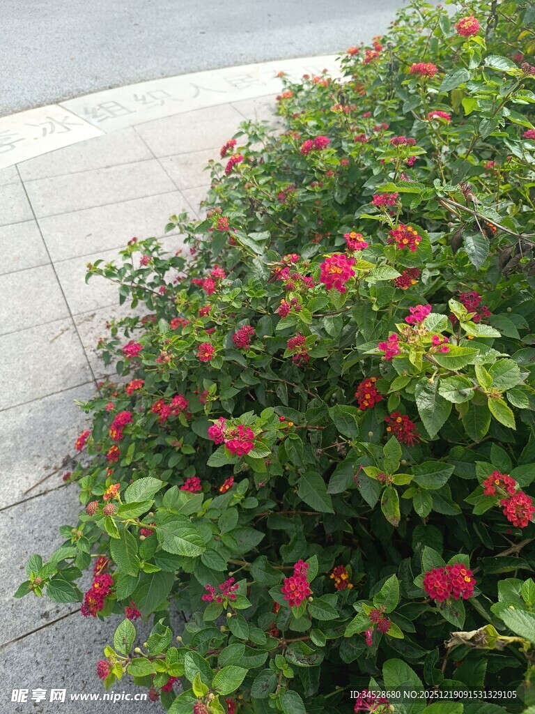 路边盛放的鲜艳花丛