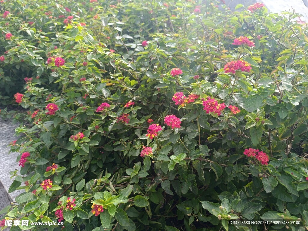 盛开的红色花卉景观