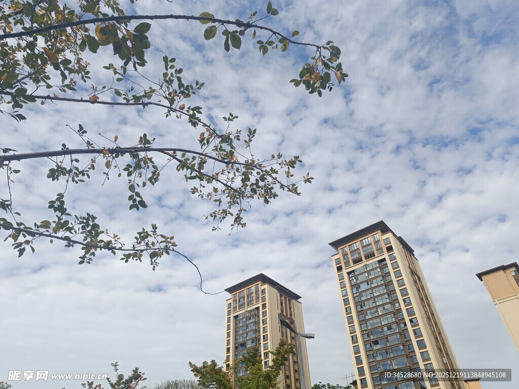 城市高楼与枝头景致