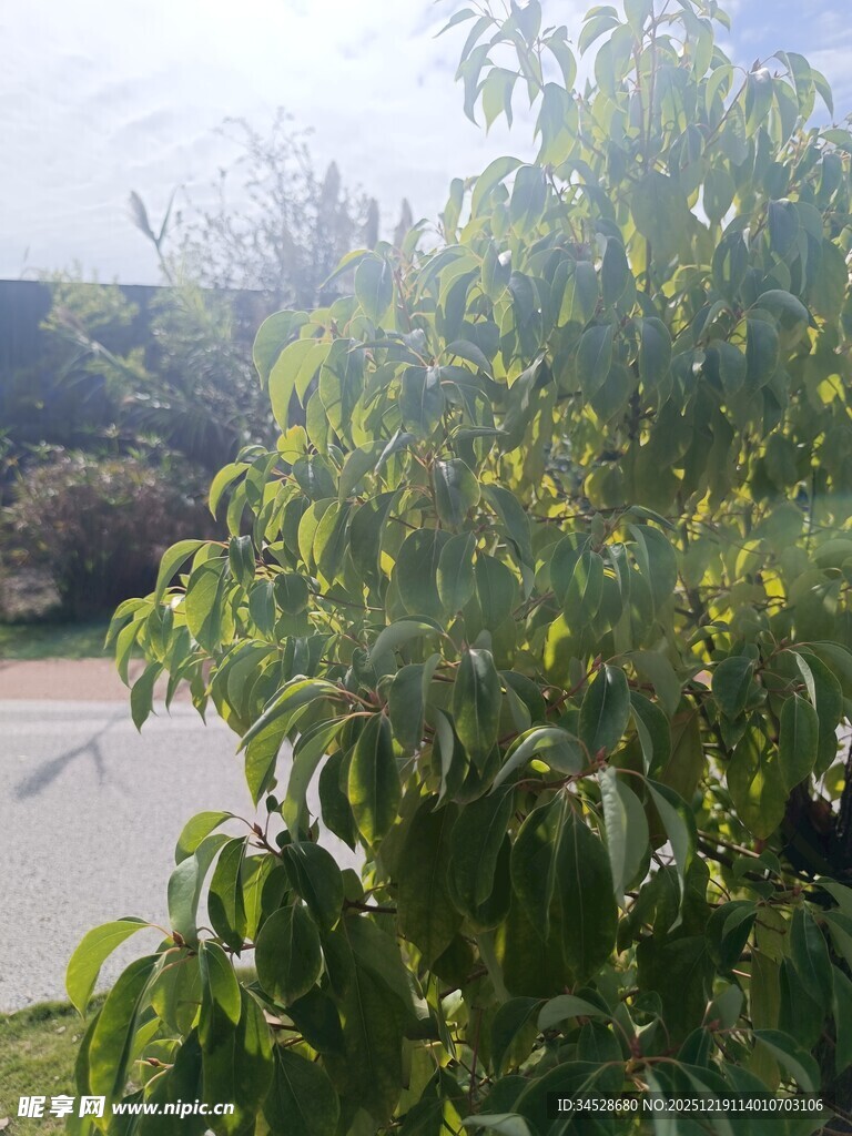 阳光下的葱郁绿植