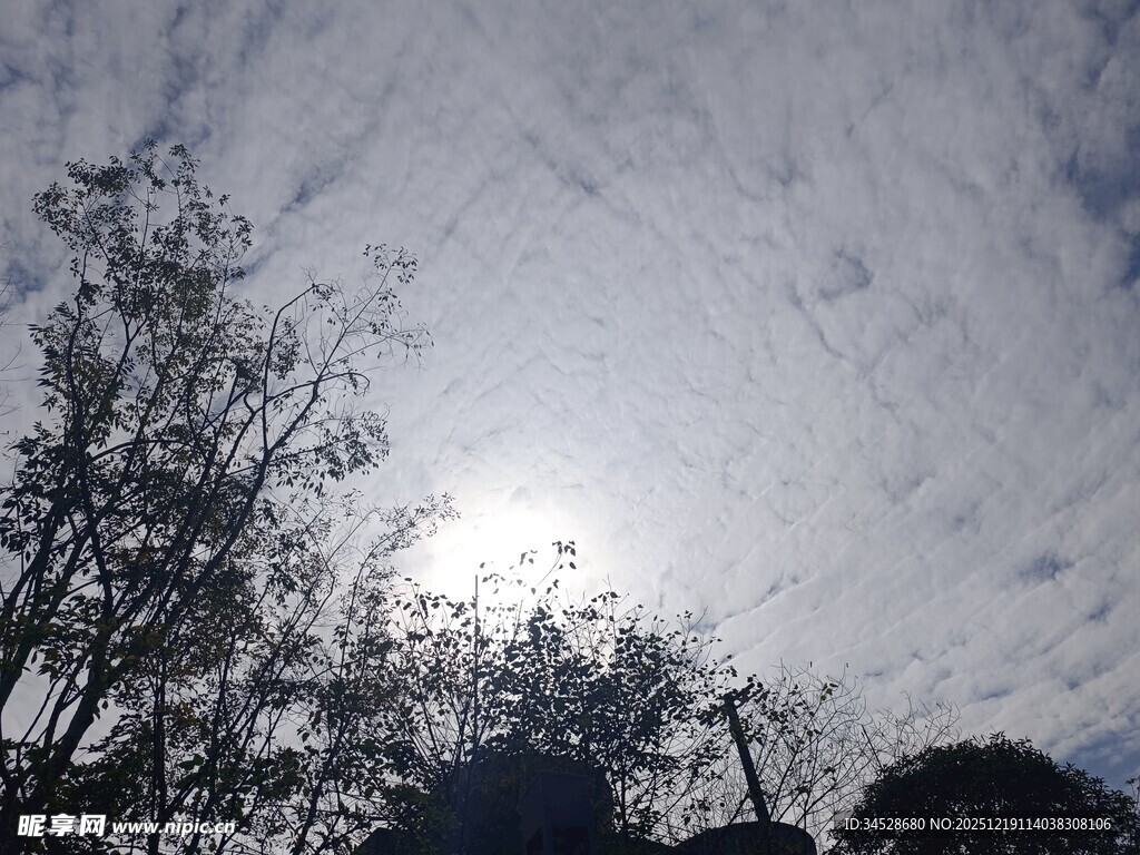 透过树木望阳光照耀天空