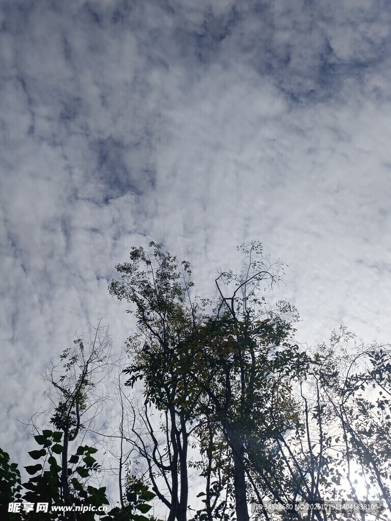 天空下的树木剪影