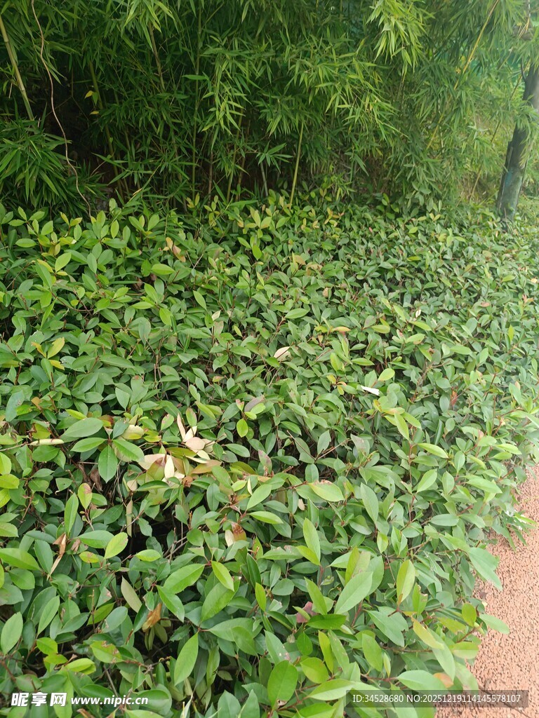 茂密绿植覆盖的小径