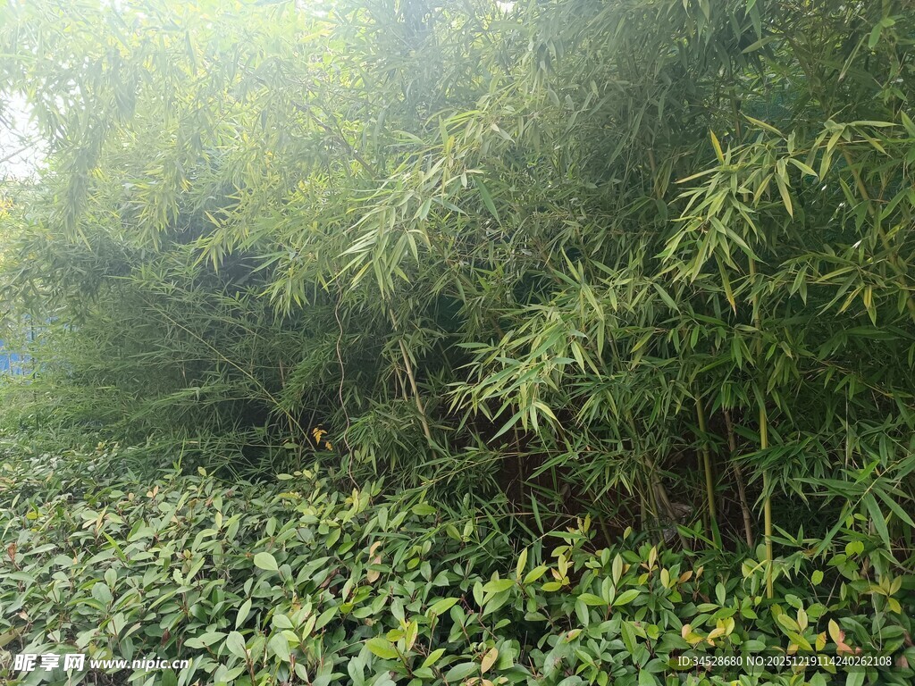 阳光照耀下的竹林与绿植