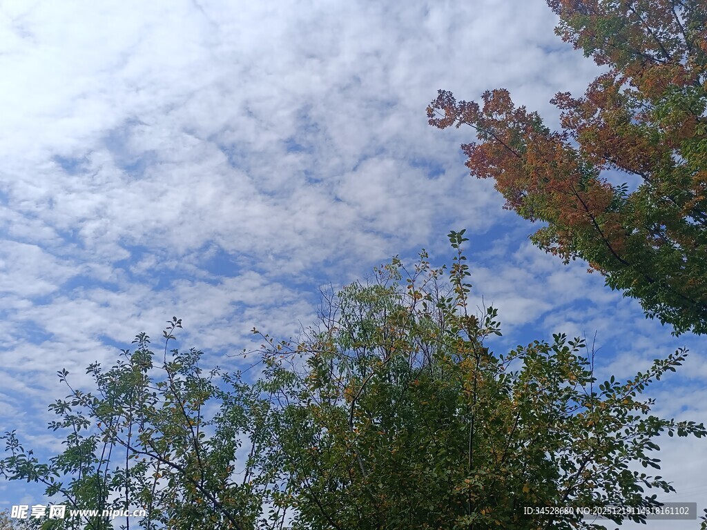 秋日树梢上的蓝天白云