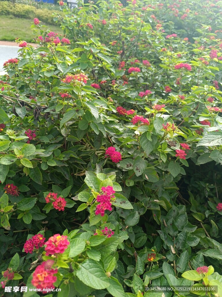 盛开的红色花卉绿植景观