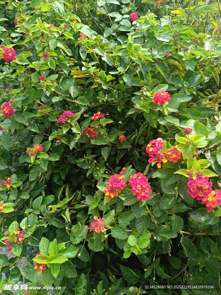 盛开的红色花卉绿植景观