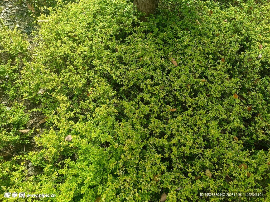 翠绿繁茂的藤蔓植物景观