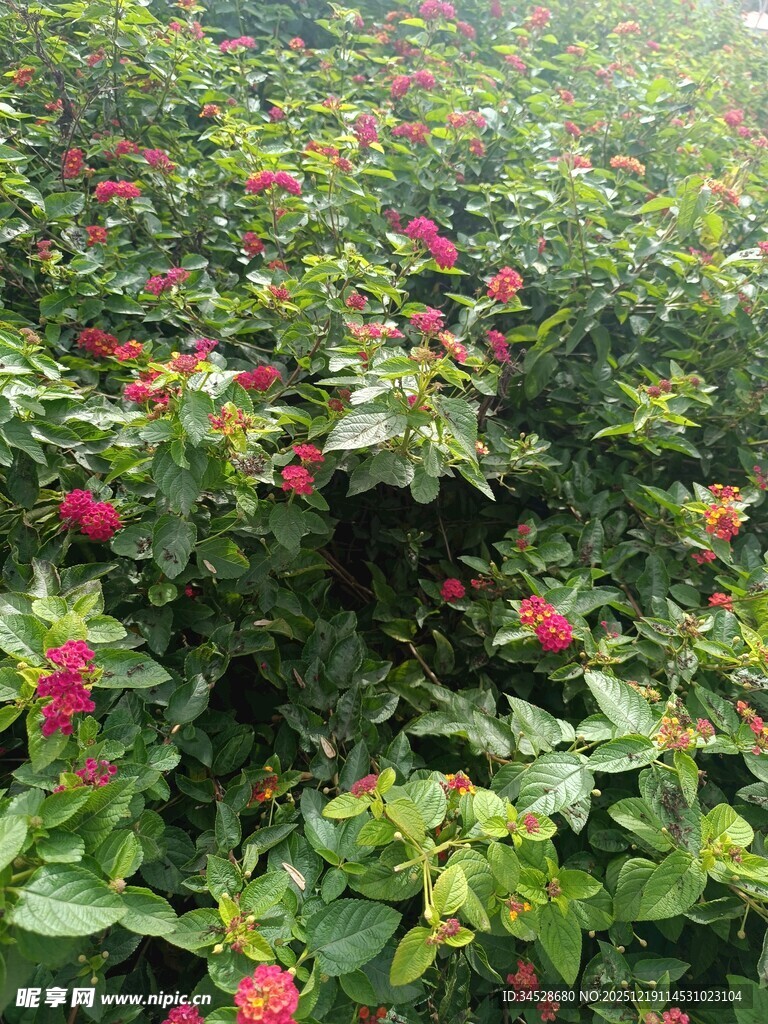 繁花绿叶交织的美丽景致