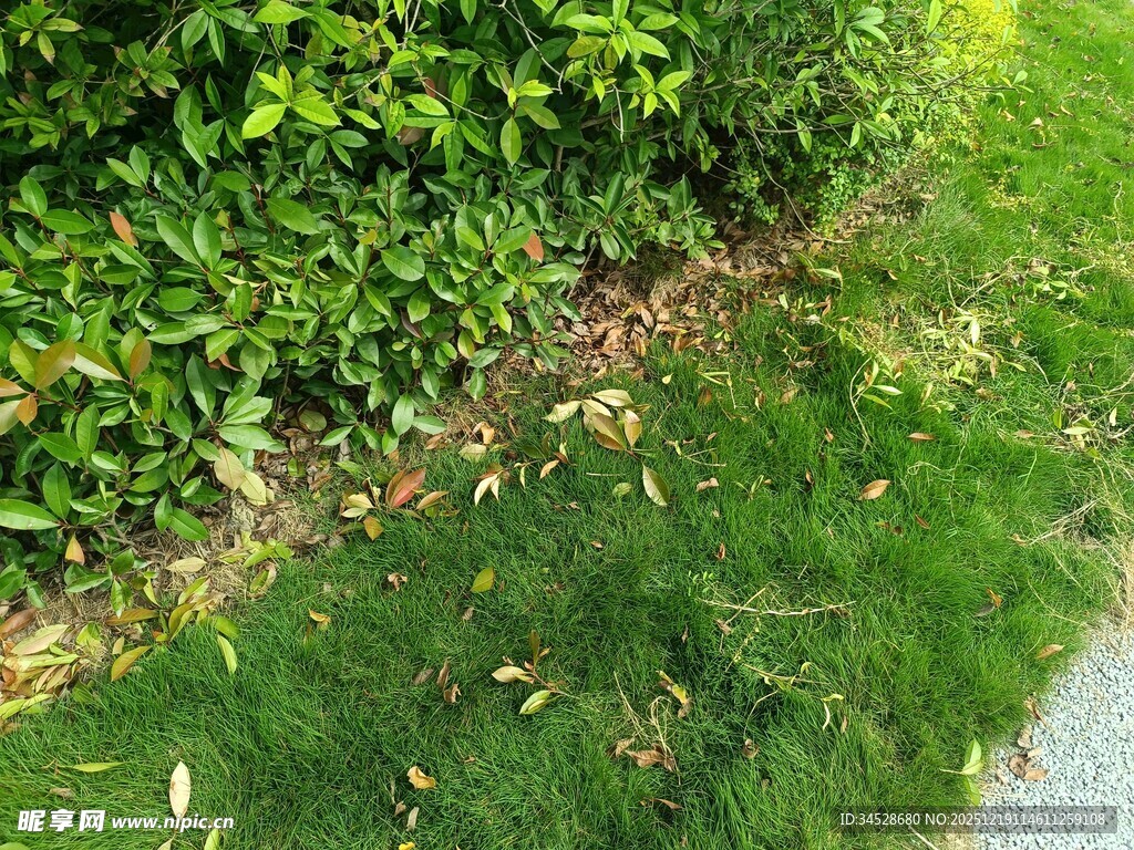 路边绿草与落叶景象