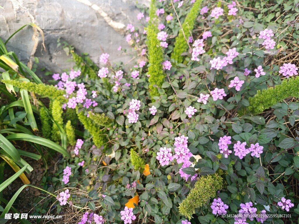 紫色小花点缀绿色草丛