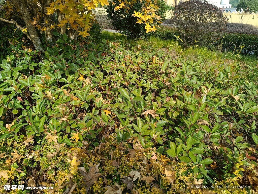 秋日繁茂绿植景观