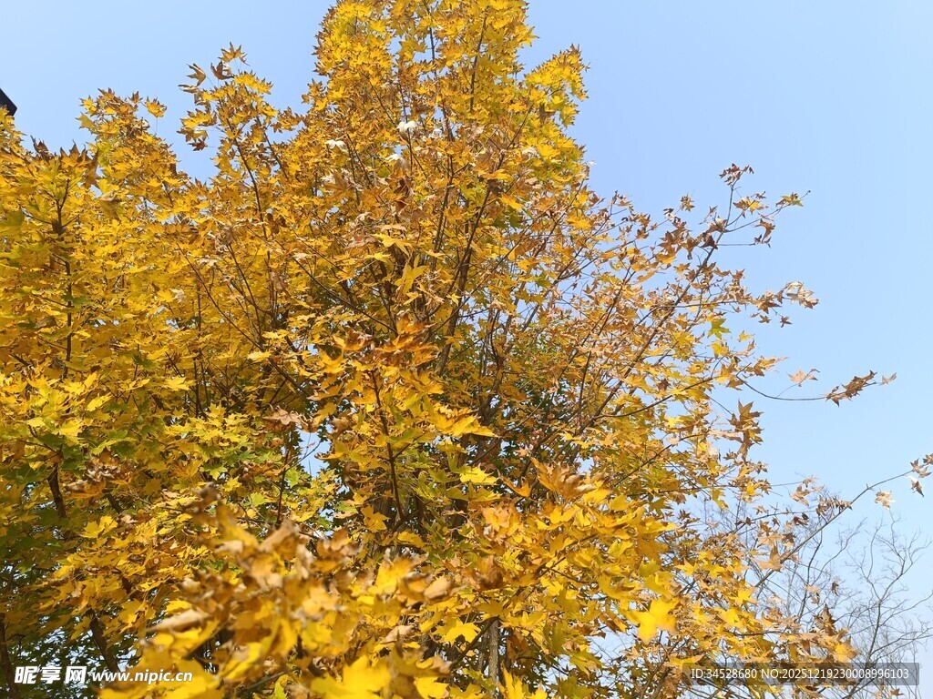 秋日金黄树叶映蓝天