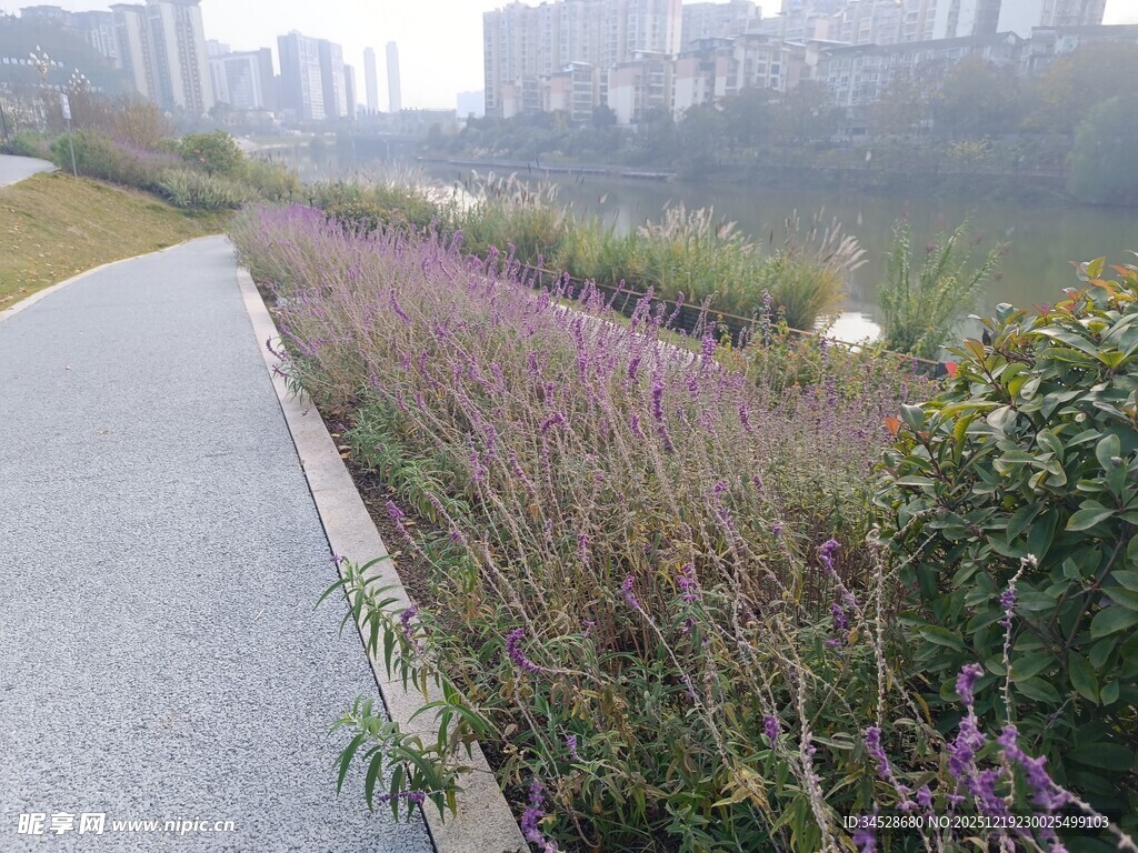 城市河畔步道旁的美丽花草