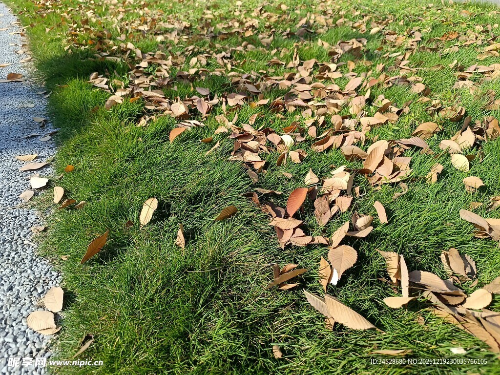 路边草地散落的多彩树叶
