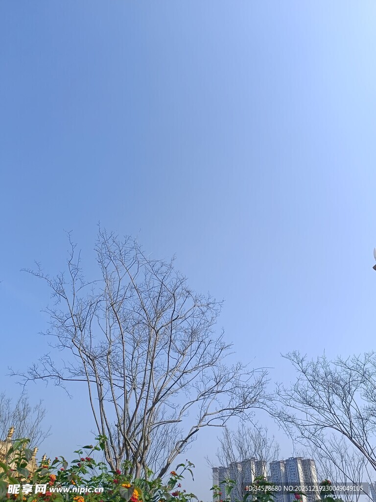 晴朗天空下的光秃树木