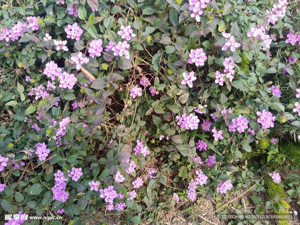 繁茂紫花植物景观