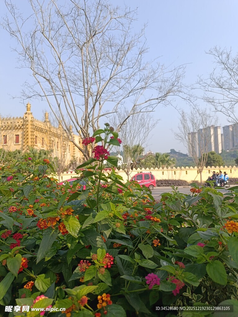 城市路边多彩花卉景观