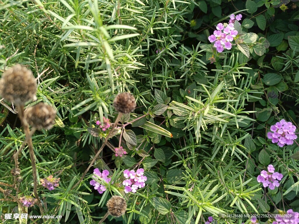 紫色野花与带刺植物景观