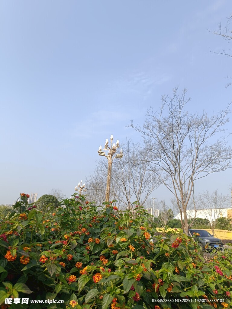 户外绿植与蓝天景象