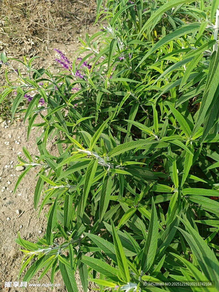 茂盛绿色植物特写