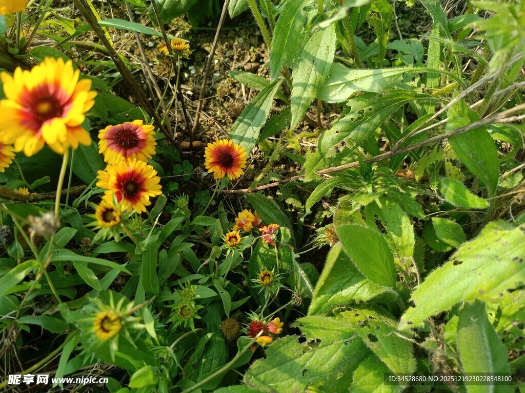 花丛中的美丽黄色花朵