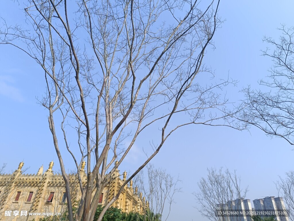 冬日光秃树木与远处建筑