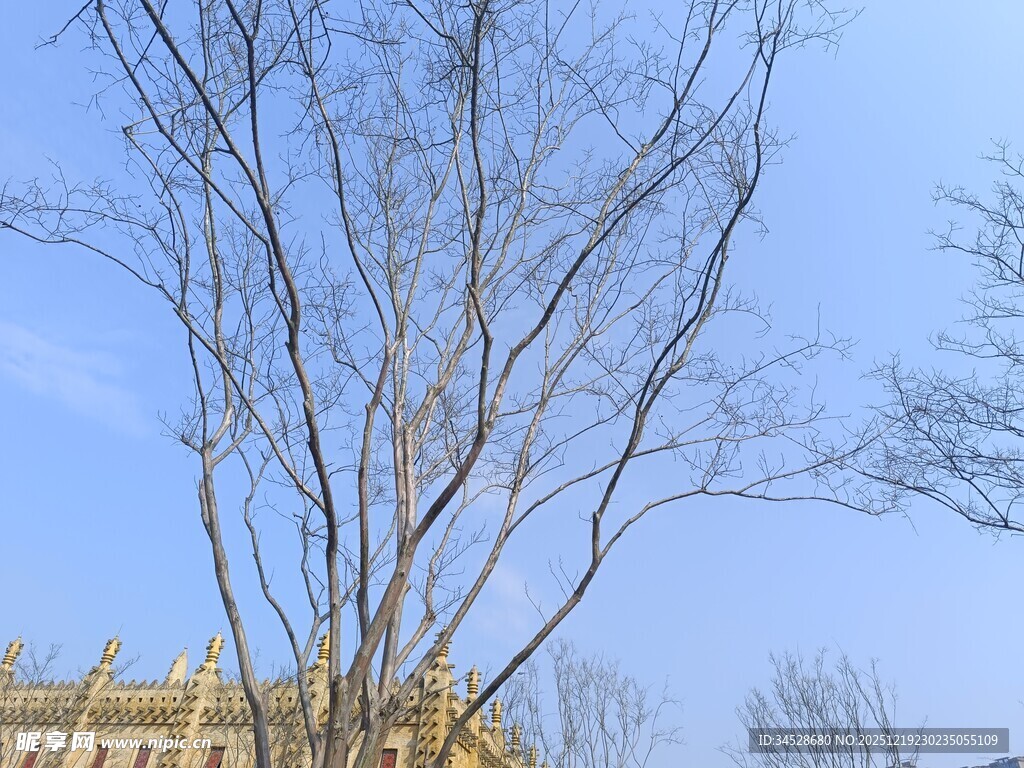 冬日枯树与远处建筑